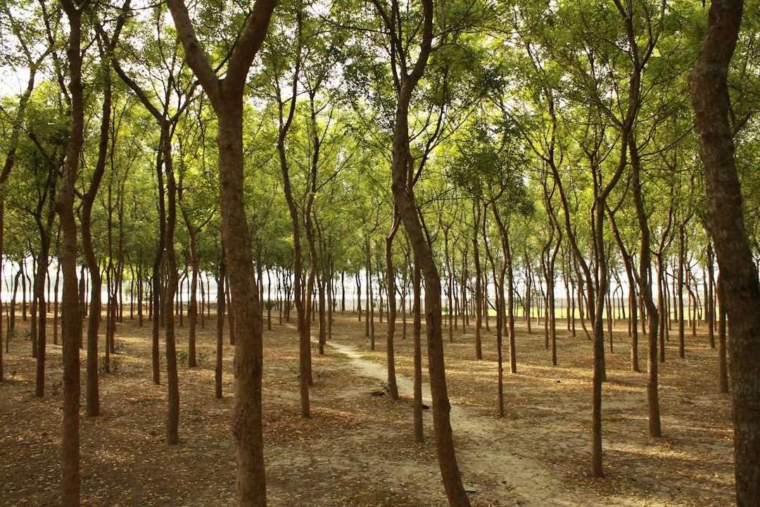 Agri‑Solarpark Lemwerder erzeugt Strom für mehr als 6 000 Haushalte und verbindet Landwirtschaft und Energieproduktion