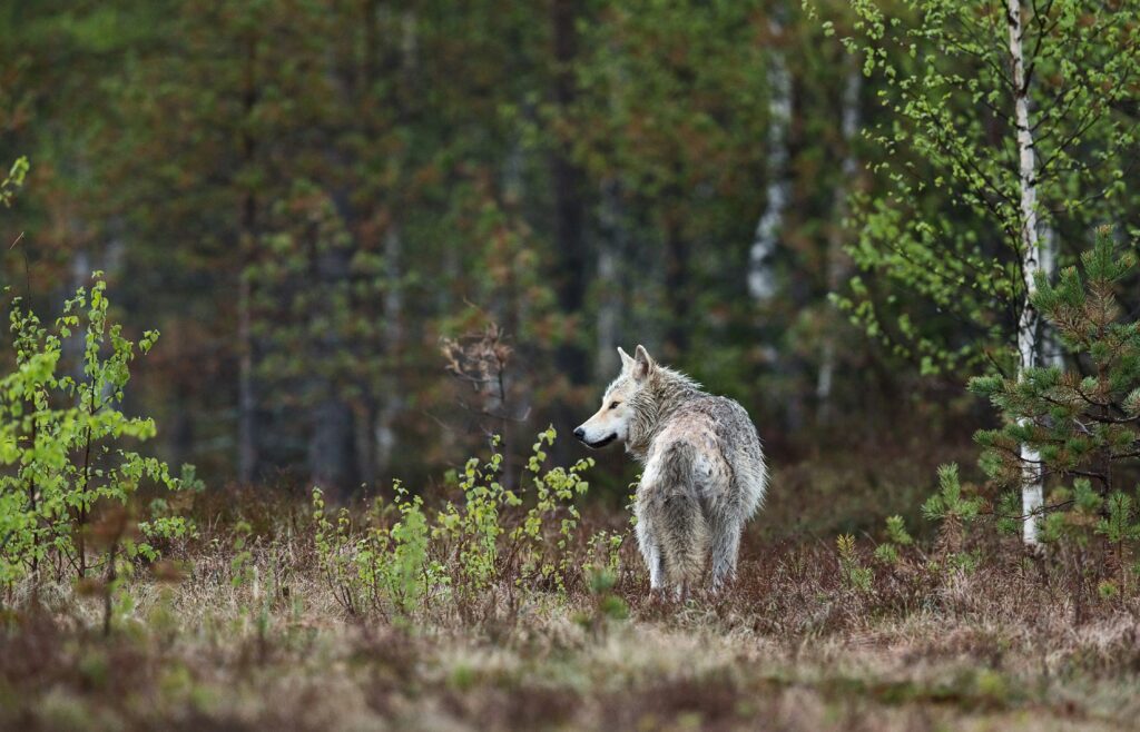 Der Wolf soll wieder in den schottischen Highlands angesiedelt werden.