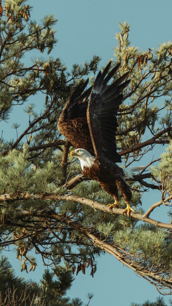 Steinadler in Schottland. Foto von Mark Olsen auf Unsplash